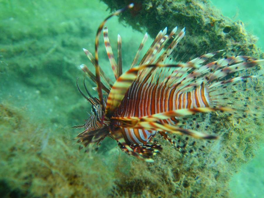 Blue Heron Bridge aka Phil Foster Park, BHB - Lionfish on Publix reef