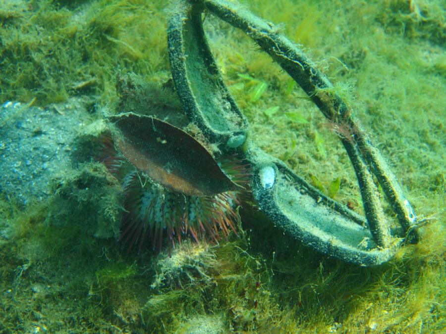 Blue Heron Bridge aka Phil Foster Park, BHB - Decorator urchin wearing eye protection