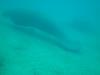 Manatee on the snorkel trail