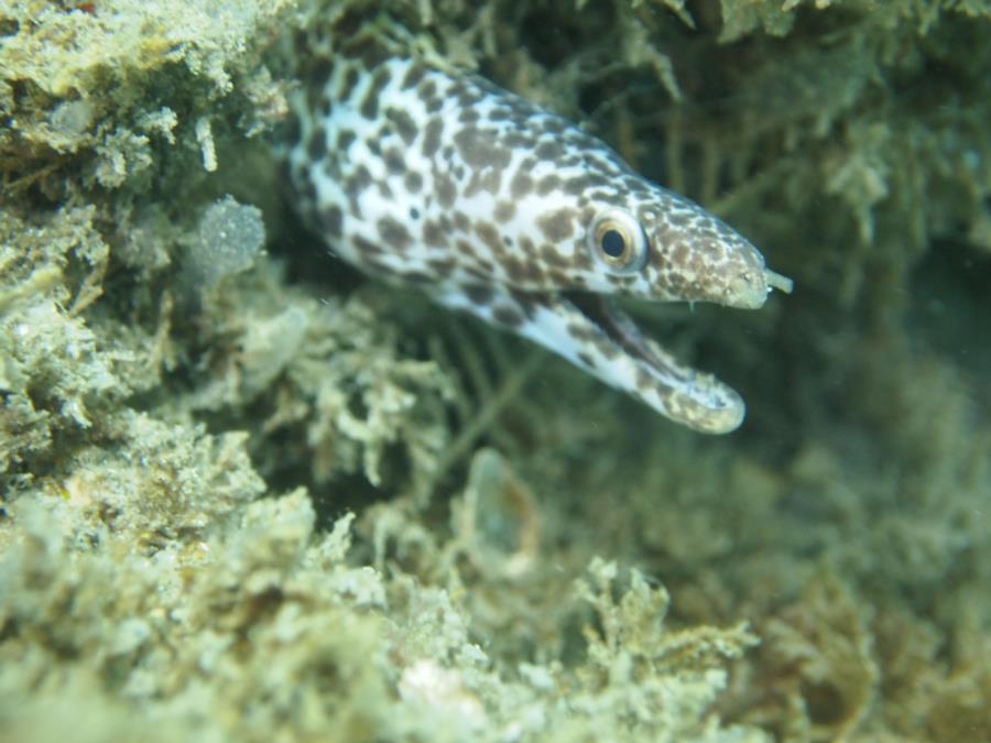 Blue Heron Bridge aka Phil Foster Park, BHB - Spotted moray near west span