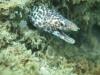 Spotted moray near west span