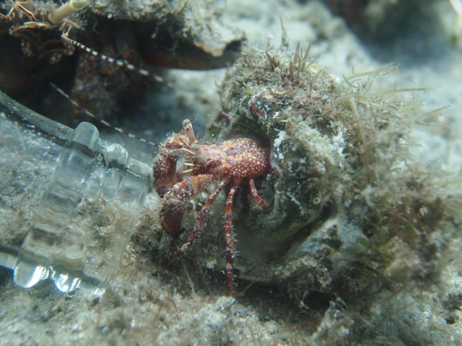 Blue Heron Bridge aka Phil Foster Park, BHB - Hermit crab looking in a beer bottle :(