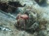 Hermit crab looking in a beer bottle :(