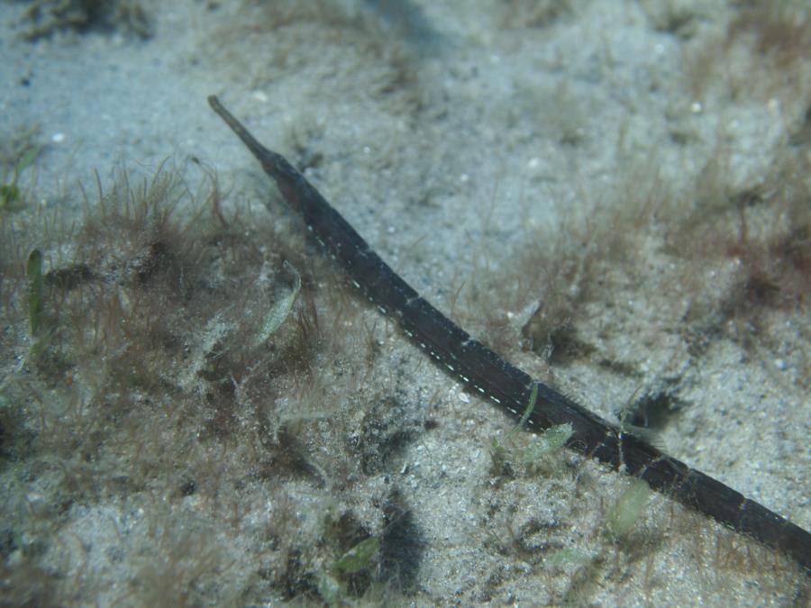 Blue Heron Bridge aka Phil Foster Park, BHB - Pipefish under west span