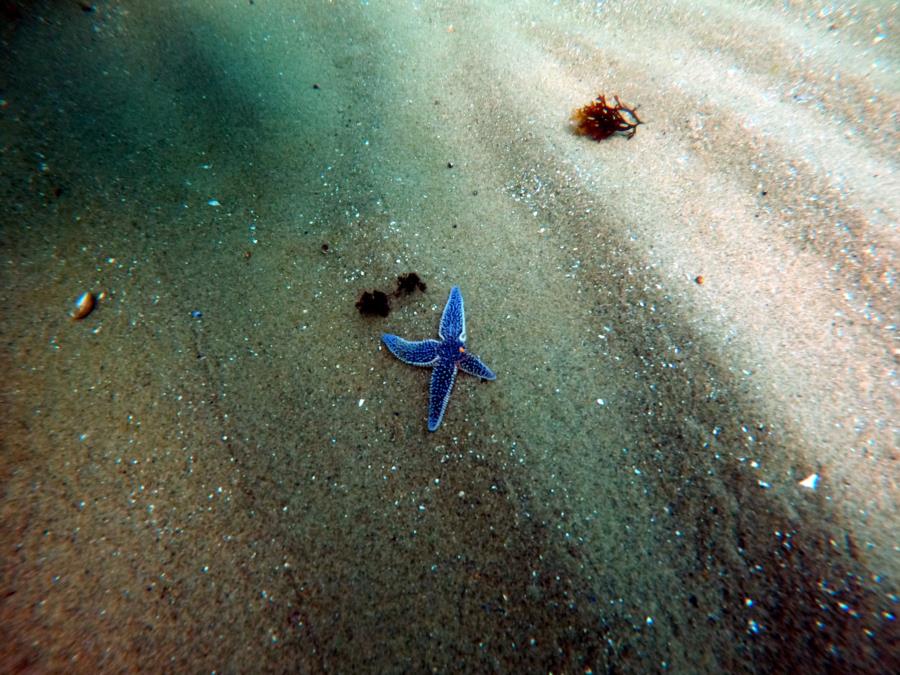 Folly Cove - starfish