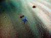 starfish - wgr21