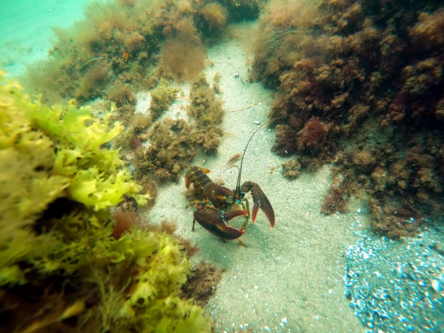 Folly Cove - lobster