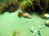 crab - wgr21