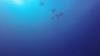 Aquatic Stealth Bombers