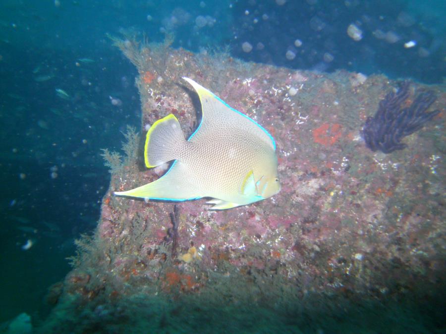 John D. Gill - Queen Angel on John D. Gill wreck