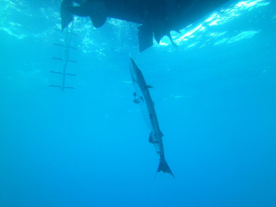 John D. Gill - Large barracuda under dive boat-John D. Gill wreck