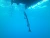 Large barracuda under dive boat-John D. Gill wreck - GreggS