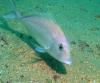 Sheepshead Porgy - alko