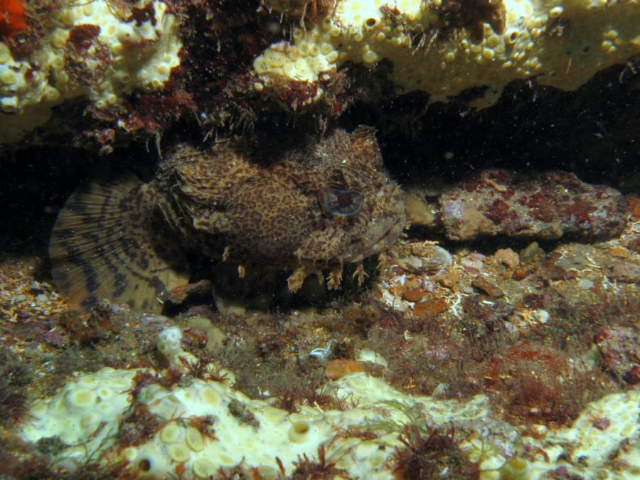 R. R. Stone Tug AR382 - Oyster Toadfish