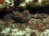 Oyster Toadfish