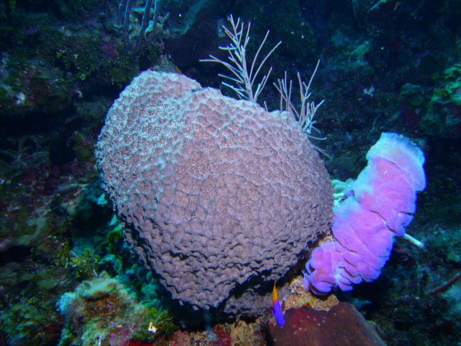 Roatan - Sponges