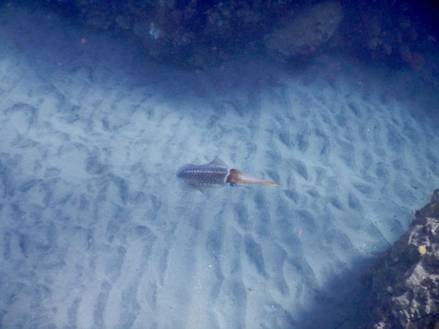 Champagne Reef - Cuttlefish at Champagne Reef