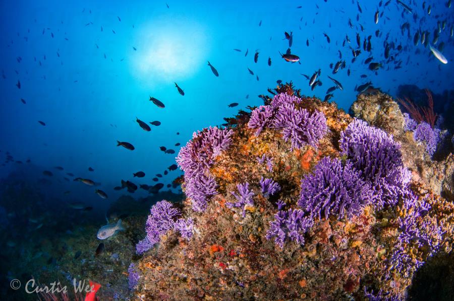 Farnsworth Bank - Purple Hydrocoral at Farnsworth Banks