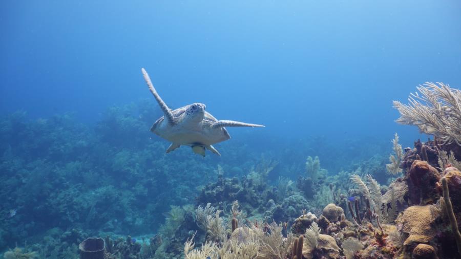Over Heat Reef - Sealife on the reef