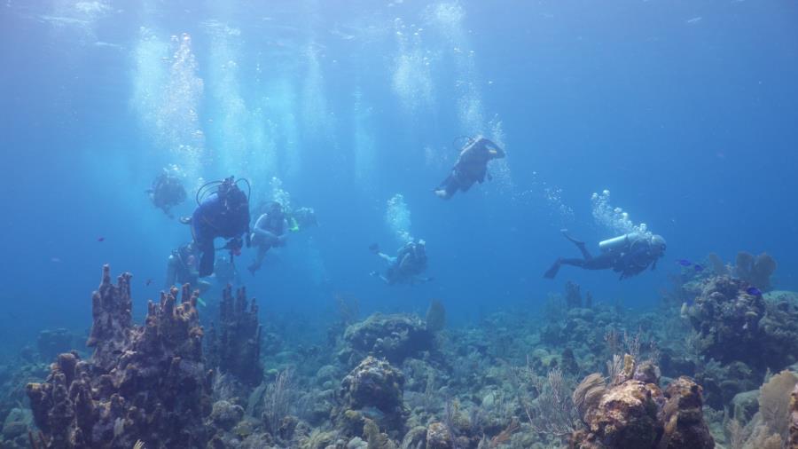 Over Heat Reef - So much to see