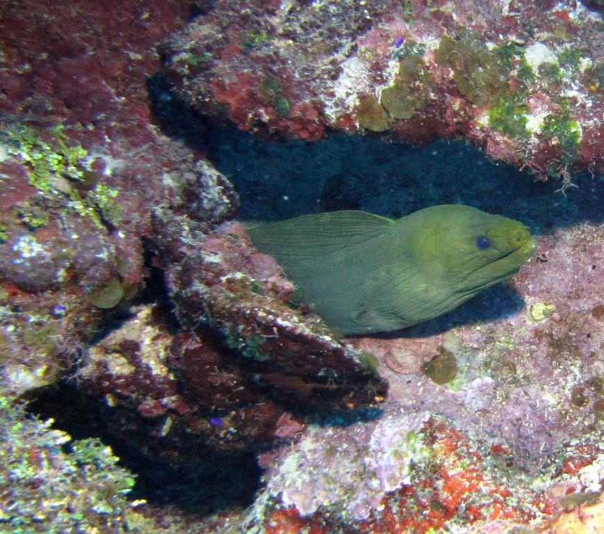 Deep Eel Garden, aka Deep Moray - Deep Eel Garden 5-12-10