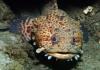 Leopard Toadfish - Skeptic14