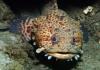 Leopard Toadfish