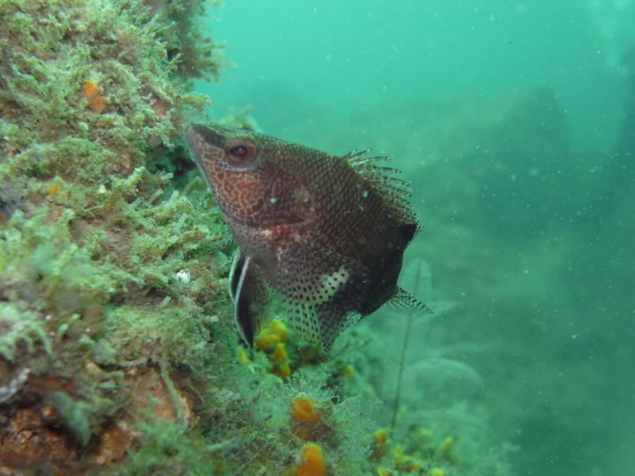 St Andrews State Park Jetties - Gulf side - fish