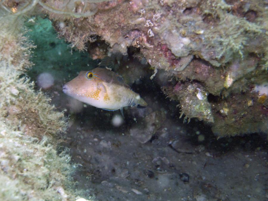 St Andrews State Park Jetties - Gulf side - puffer