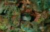 Dopey Seaweed Blenny - boat_dreams