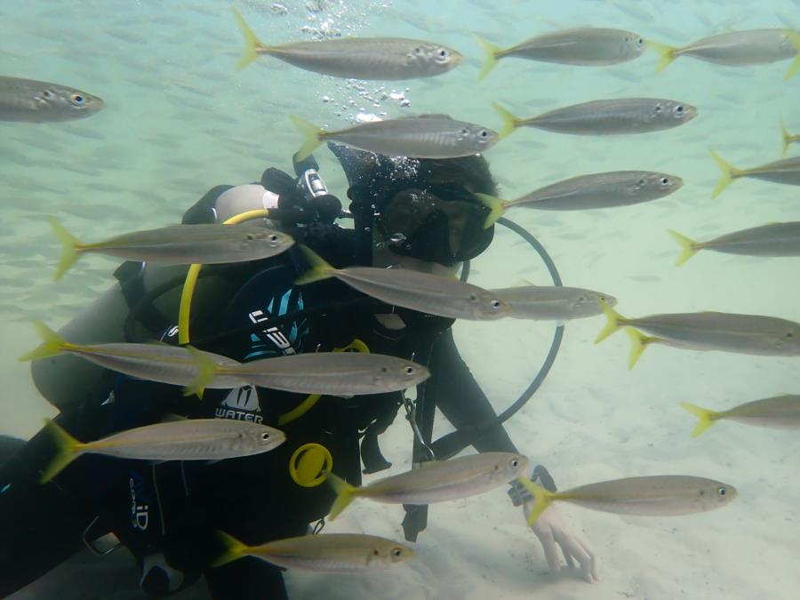 St Andrews State Park Jetties - Gulf side - Minnows schooling