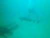 Sand Tiger shark-Hyde wreck - GreggS