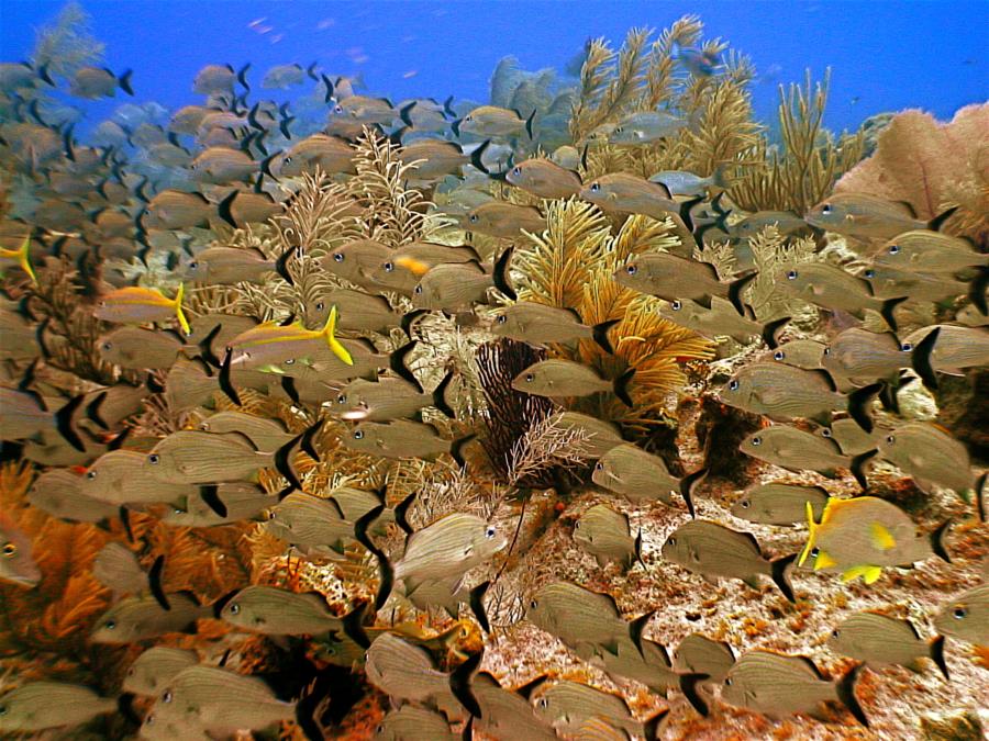 Cobalt Coast - Sea Fan Reef @ Cobalt Coast Dive Resort