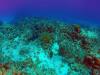 Angel Reef - Cayman Islands
