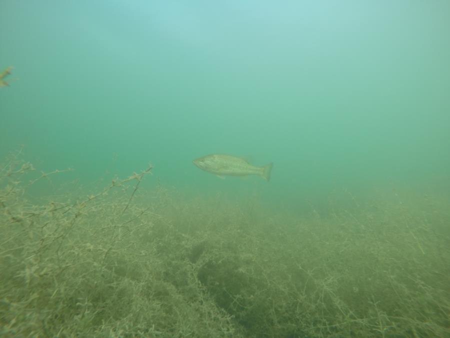 Wheeler Branch Lake - Fish