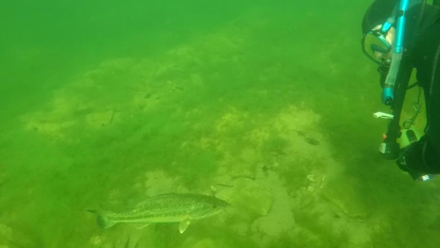 Wheeler Branch Lake - Bass curious about Bill