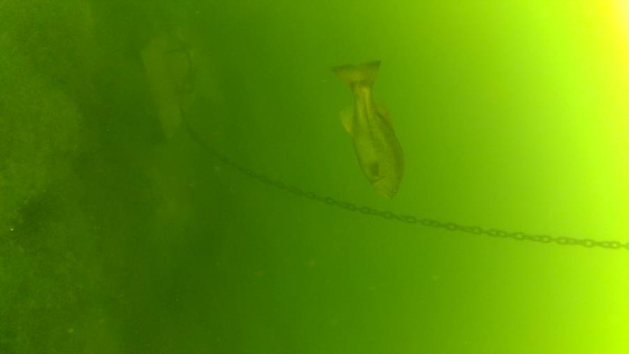 Wheeler Branch Lake - 094 - Striped Bass under floating Dock