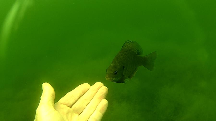 Wheeler Branch Lake - friendly perch