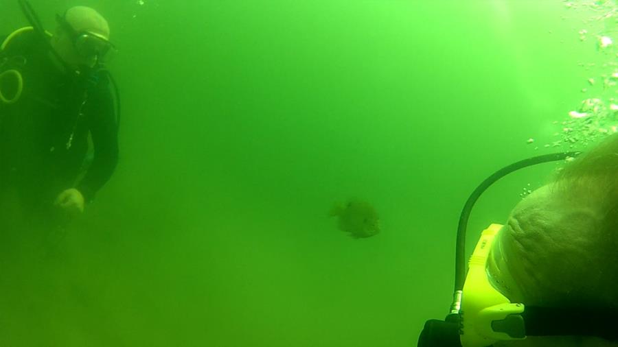 Wheeler Branch Lake - fish following me