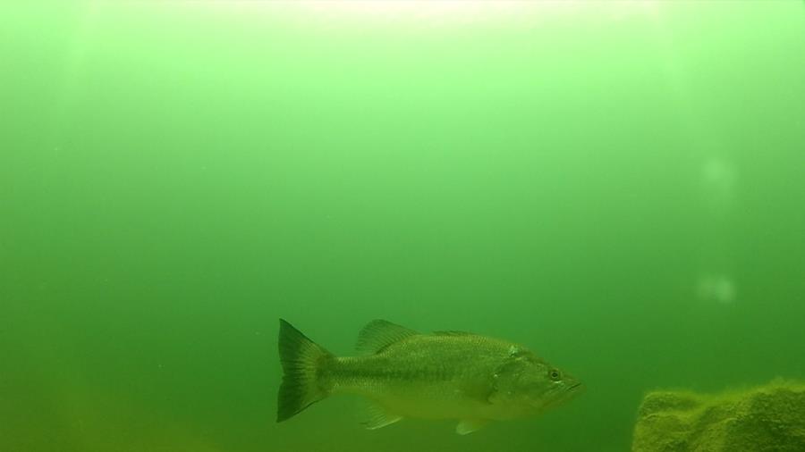 Wheeler Branch Lake - the notorious 15’ striped bass