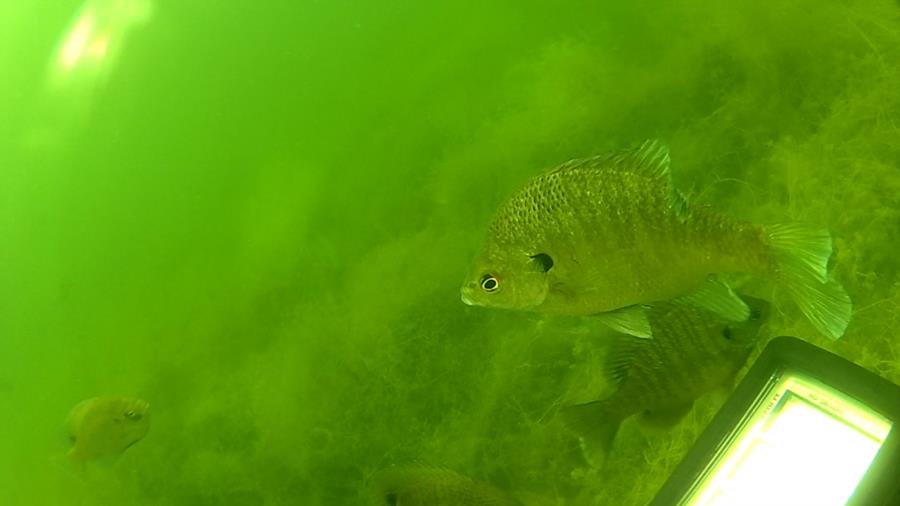 Wheeler Branch Lake - Emergency Fish Board Meeting