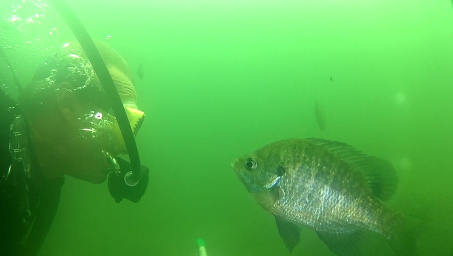 Wheeler Branch Lake - fishy talk