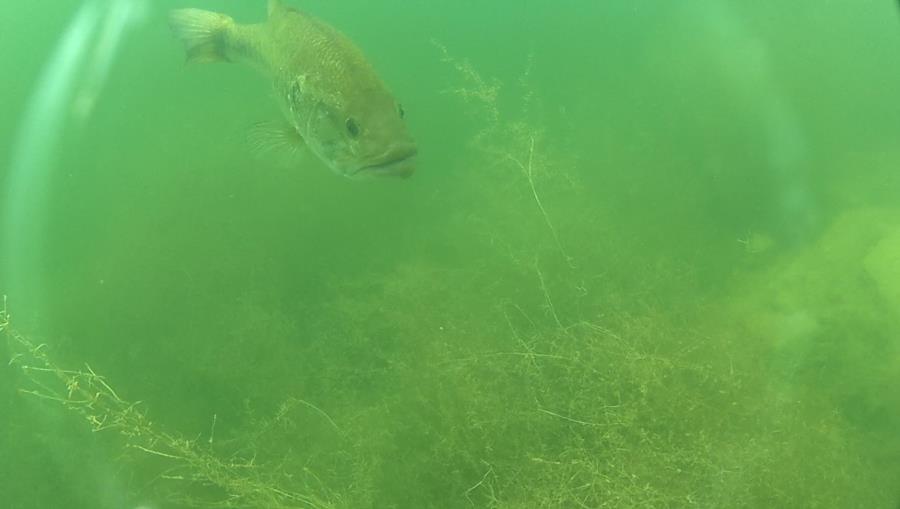 Wheeler Branch Lake - Big Striped Bass