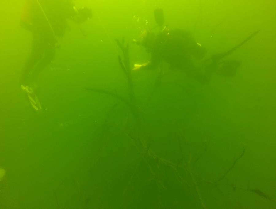 Wheeler Branch Lake - attaching buoy to Tree