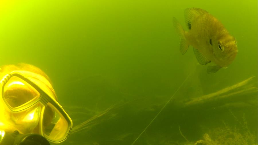 Wheeler Branch Lake - Uncle Scuba Sam