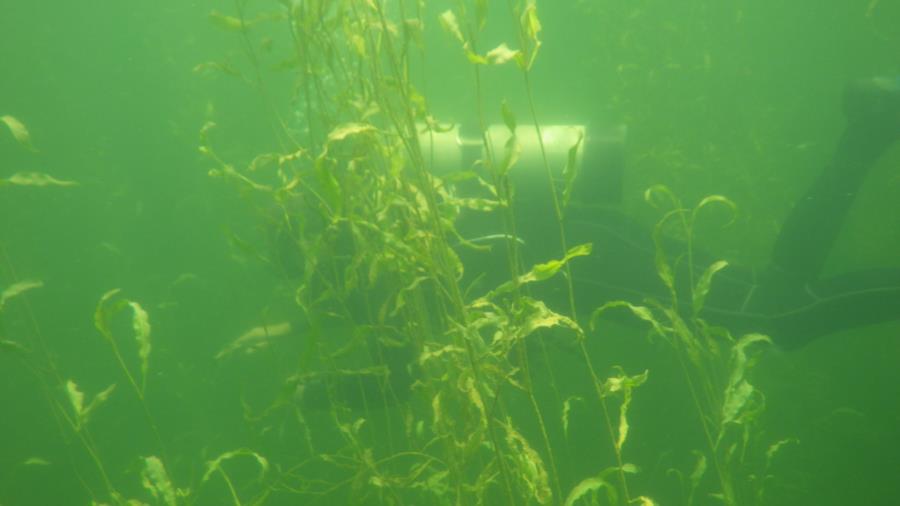 Wheeler Branch Lake - In the veg