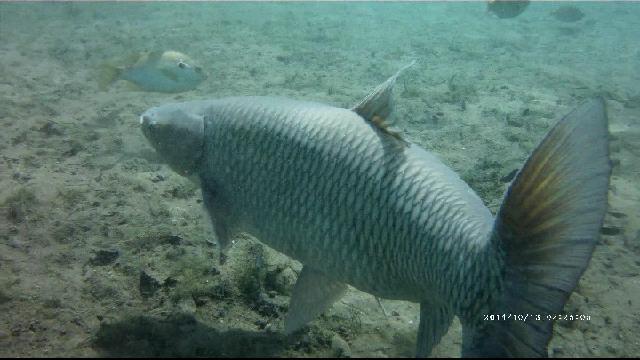 Morrison Springs - Common Carp