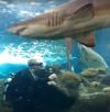 Florida Aquarium: Dive with Sharks - Fun