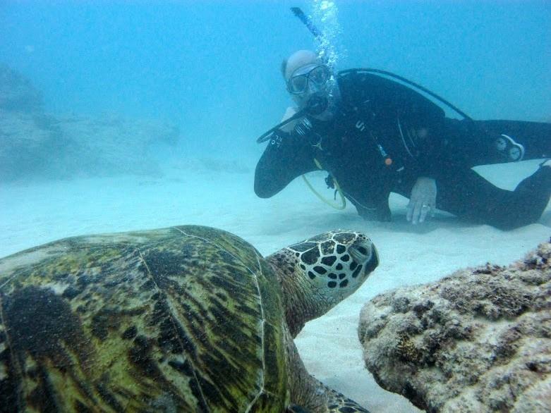 Manta Haven - DIVING WITH TURTLES