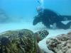 DIVING WITH TURTLES - Divemore55